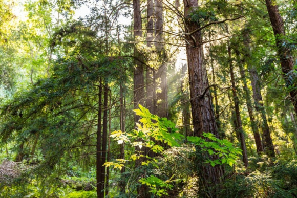 HP i World Wildlife Fund razem dla lasów IT i technologie, LIFESTYLE - Firma ogłasza program HP Sustainable Forests Cooperative2 i wraz z organizacją WWF wspiera ochronę środowiska naturalnego