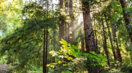 HP i World Wildlife Fund razem dla lasów